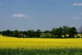 2 Godkowo - pola rzepakowe , fot. MT, arch. LGD KE.JPG
