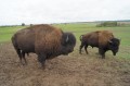 phoca_thumb_l_DSC00662-krainie-bizonów-godkowo.jpg