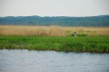 Nowakowo - Zatoka Elblaska, fot. BR